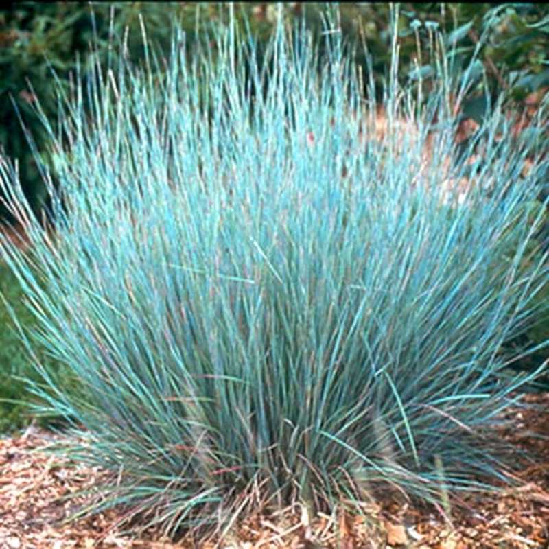 Little Bluestem (Schizachyrium scoparium)