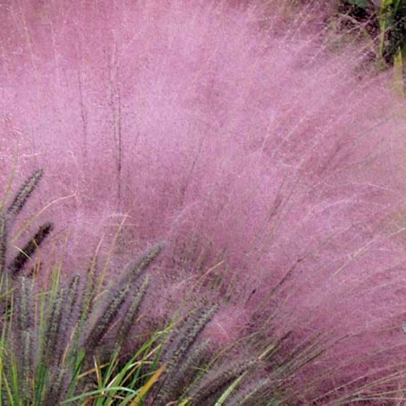 Gulf Muhly Grass (Muhlenbergia capillaris)