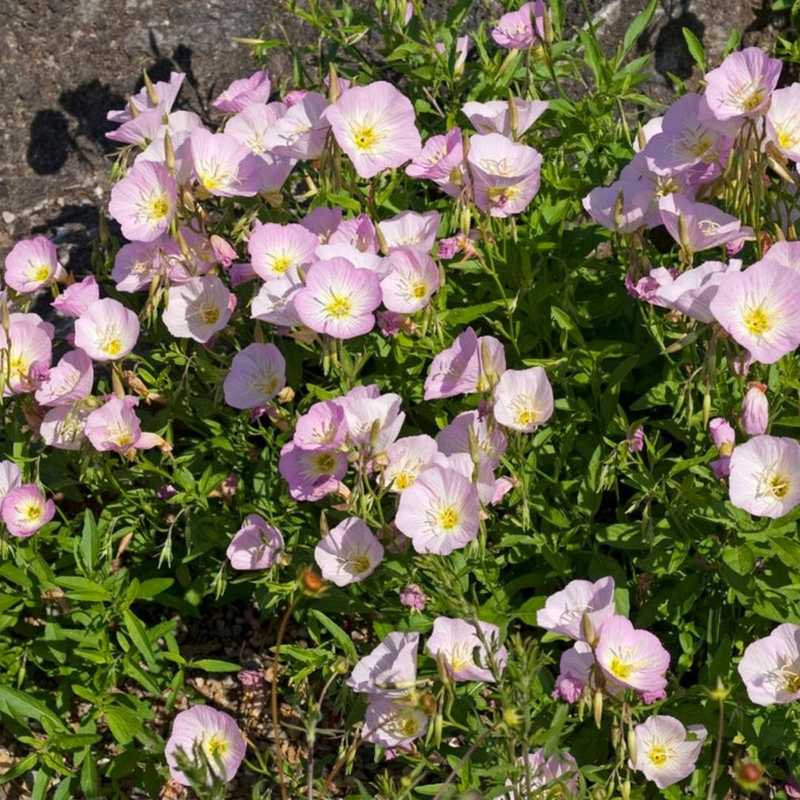 Pink Evening Primrose (Oenothera speciosa)